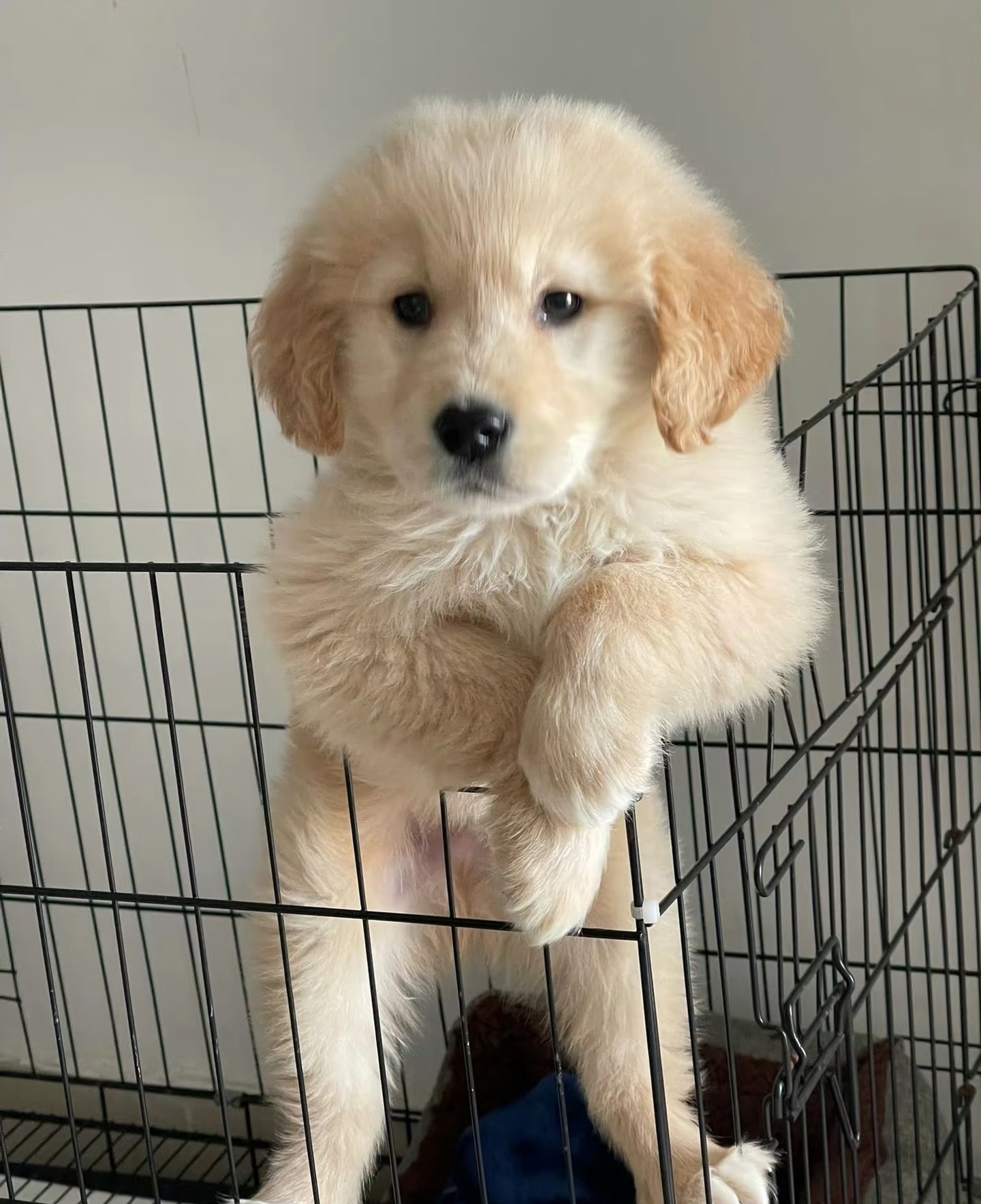 温和友善:对人类充满善意,极少攻击性
被誉为“天然保姆犬”尤其适合有孩子